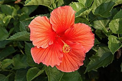 知错能改 《GTA三部曲：终极版》手游版获好评